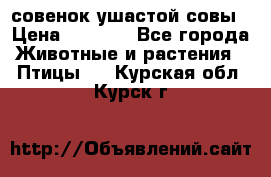 совенок ушастой совы › Цена ­ 5 000 - Все города Животные и растения » Птицы   . Курская обл.,Курск г.